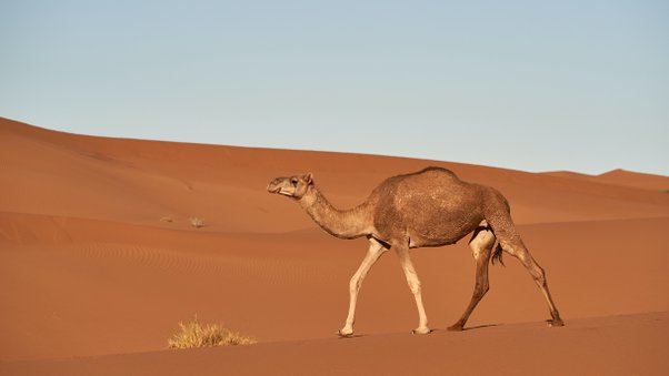 Are there any limitations to using a Camel Calculators